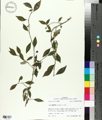 Ilex longipes image