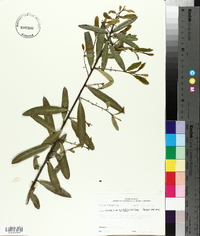 Ilex myrtifolia image