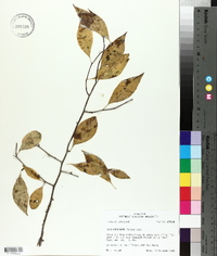 Ilex laevigata image