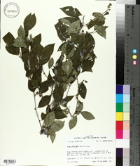 Ilex laevigata image