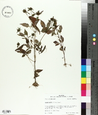 Bidens mitis image