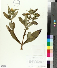 Bidens laevis image