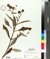 Bidens laevis image