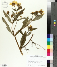 Bidens laevis image