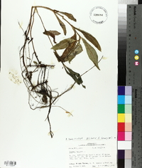 Bidens laevis image