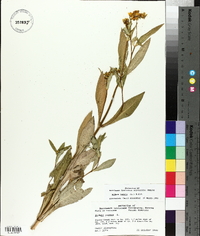 Bidens laevis image