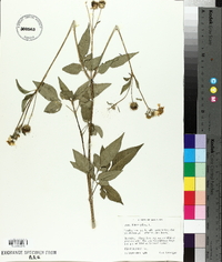 Bidens pilosa image