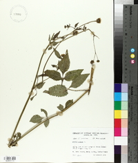 Bidens pilosa image