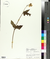 Bidens pilosa image