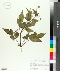 Bidens pilosa image