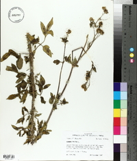 Bidens pilosa image