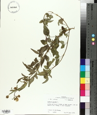 Bidens pilosa image