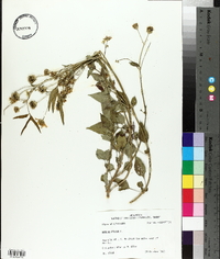 Bidens pilosa image