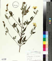 Bidens polylepis image