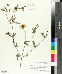 Bidens polylepis image