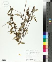 Bidens polylepis image