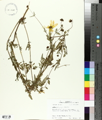 Bidens polylepis image