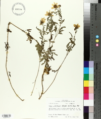 Bidens polylepis image