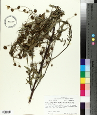 Bidens polylepis image