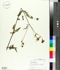 Bidens polylepis image