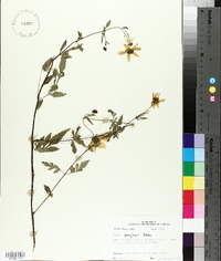 Bidens polylepis image