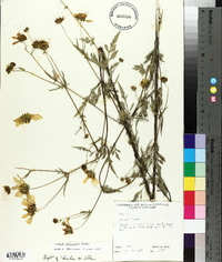 Bidens polylepis image