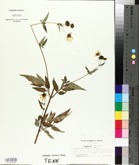 Bidens aristosa image