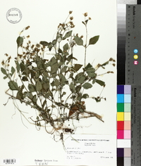 Bidens alba image