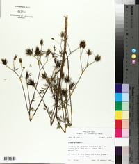 Bidens bipinnata image