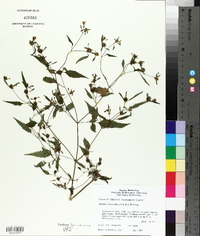 Bidens discoidea image