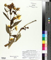 Bidens laevis image