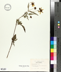 Bidens polylepis image