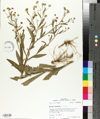 Boltonia asteroides image