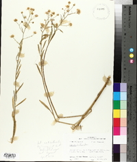 Boltonia asteroides image