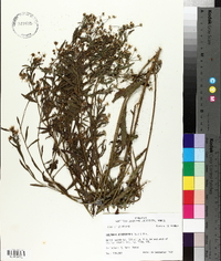 Boltonia asteroides image