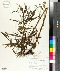 Boltonia asteroides image