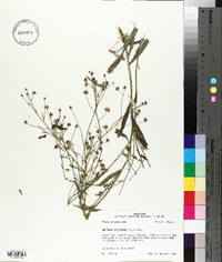 Boltonia asteroides image