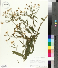 Boltonia asteroides image