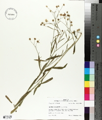 Boltonia asteroides image