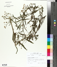 Boltonia asteroides image