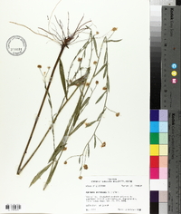 Boltonia asteroides image