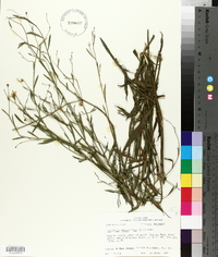 Boltonia asteroides image