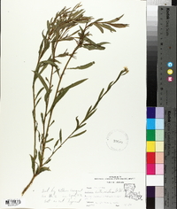 Boltonia asteroides image