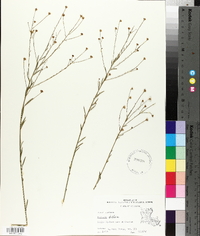 Boltonia diffusa image