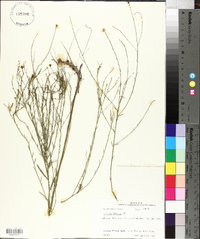 Boltonia diffusa image