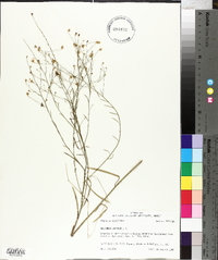 Boltonia diffusa image