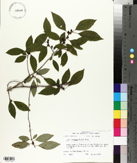 Ilex laevigata image