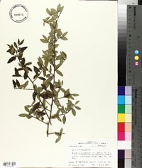 Ilex vomitoria image