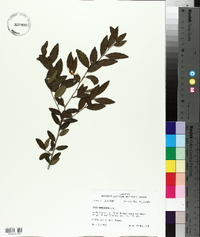 Ilex vomitoria image