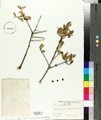 Ilex vomitoria image